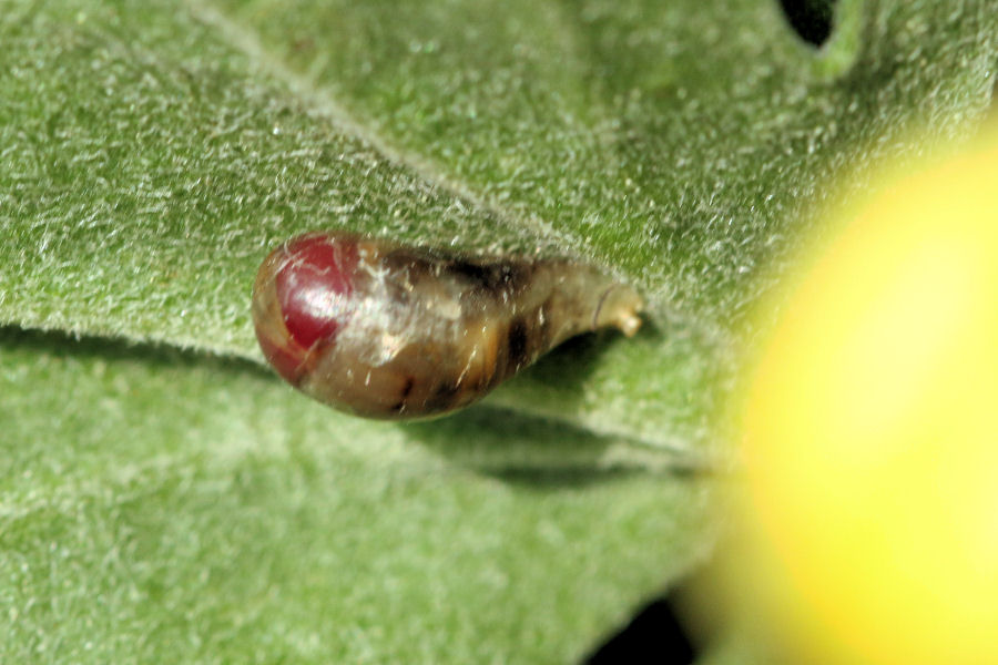 Episyrphus balteatus: pupa parassitata?